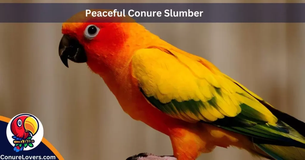 Peaceful Conure Slumber 