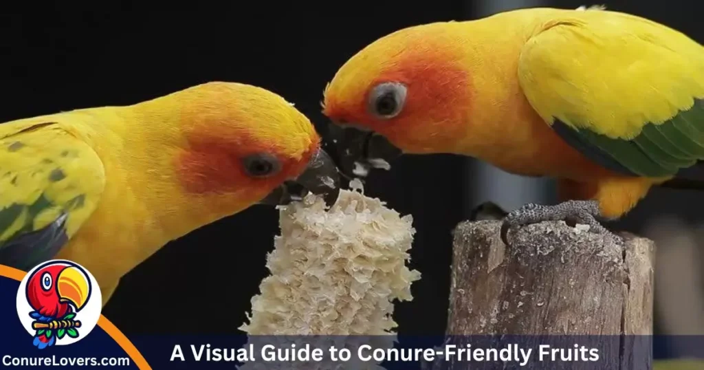 A Visual Guide to Conure-Friendly Fruits 