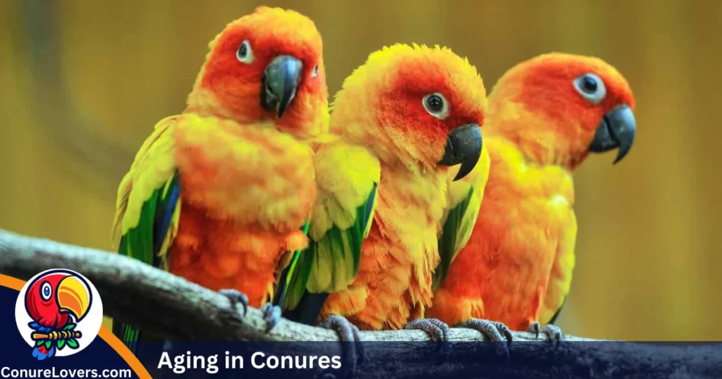 aging in conures