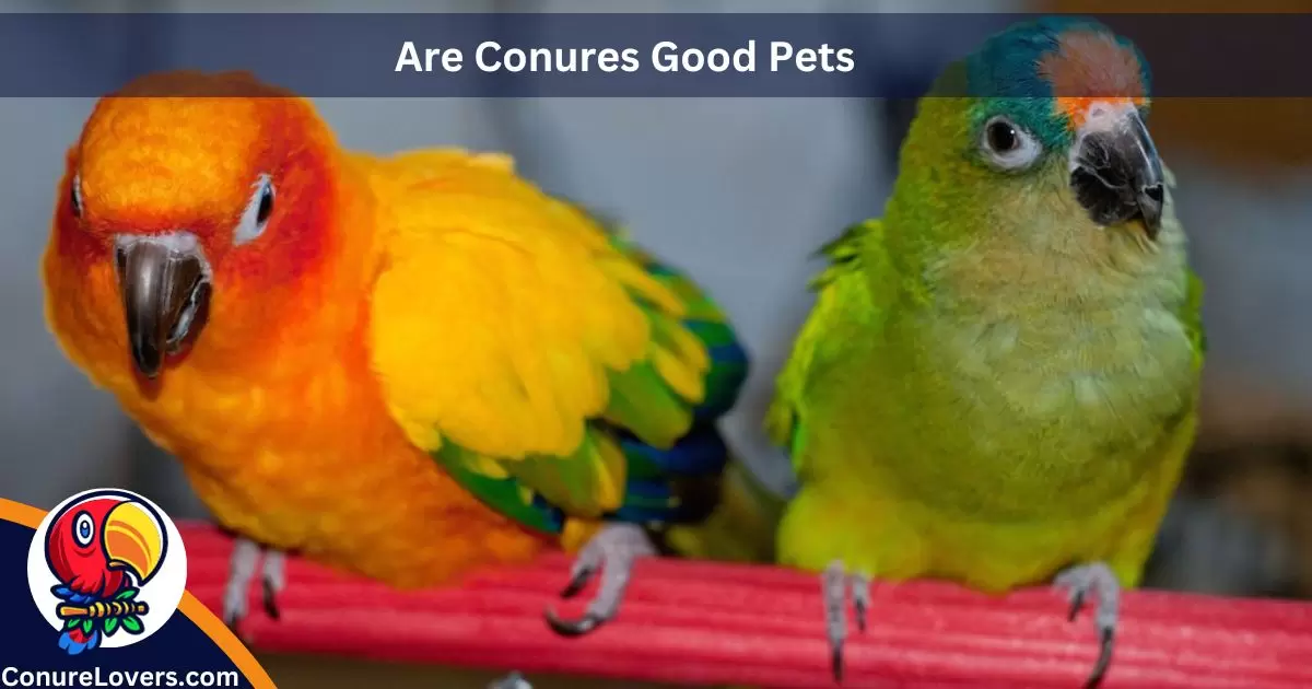 Are Conures Good Pets