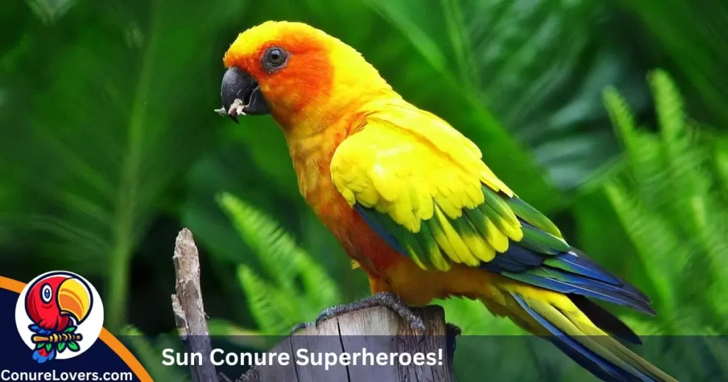 Be Sun Conure Superheroes!