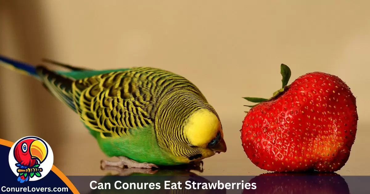 Can Conures Eat Strawberries