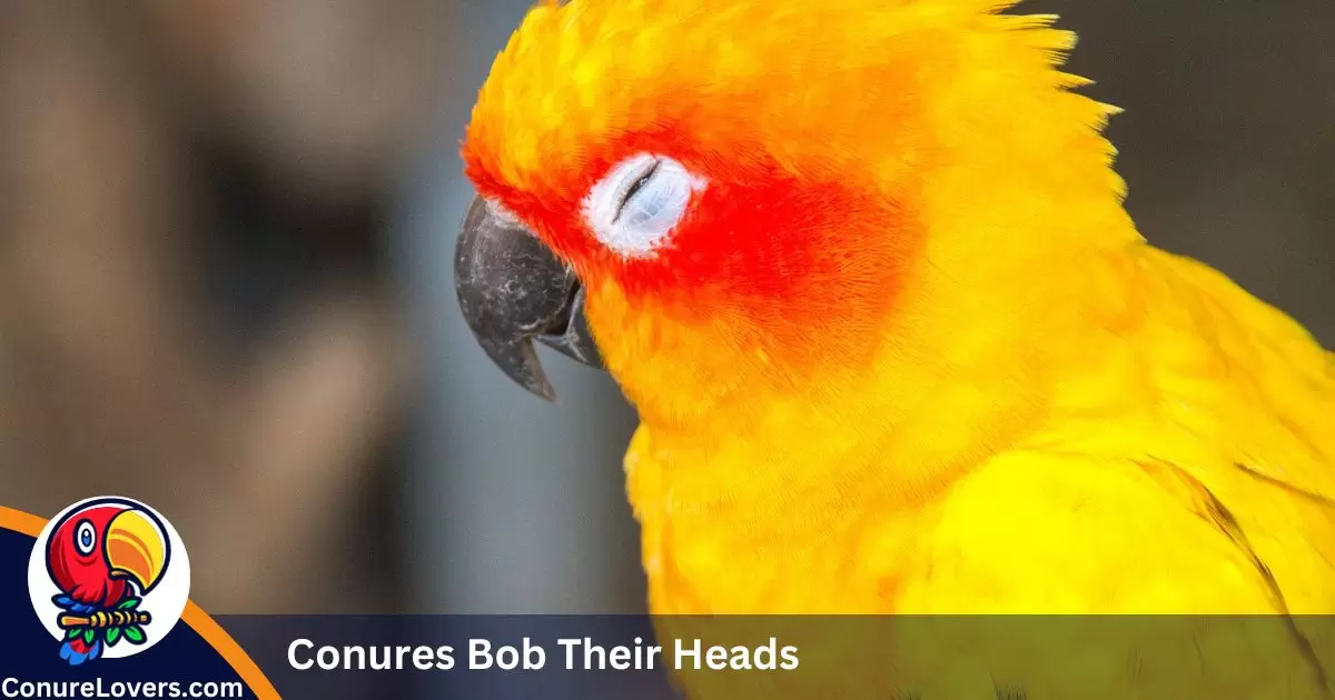 Conures Bob Their Heads