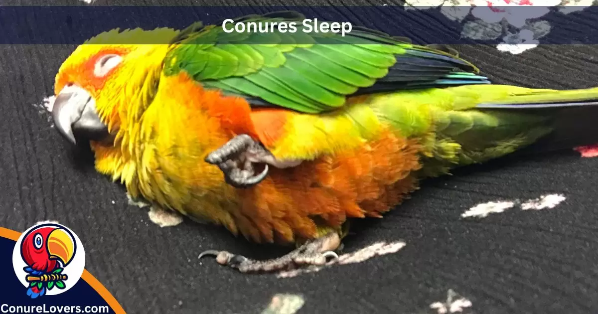 conures-sleep