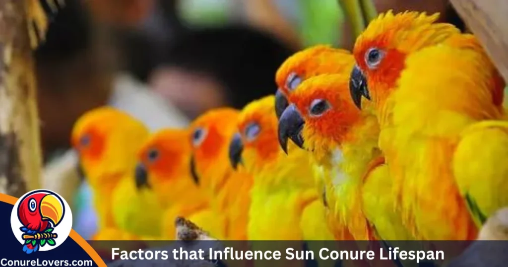 Factors that Influence Sun Conure Lifespan