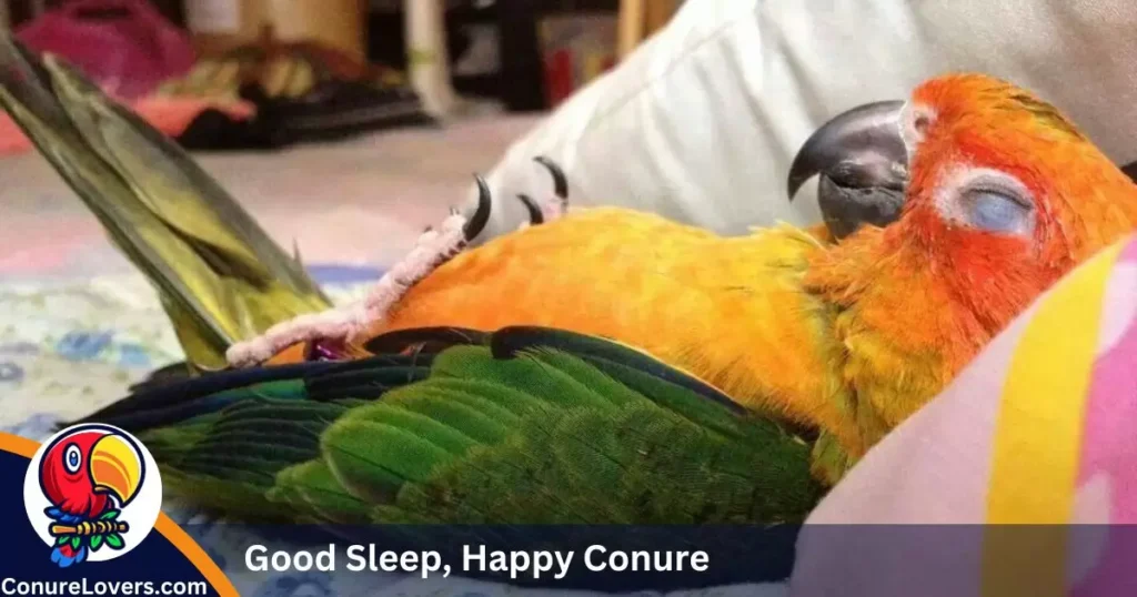 Good Sleep, Happy Conure