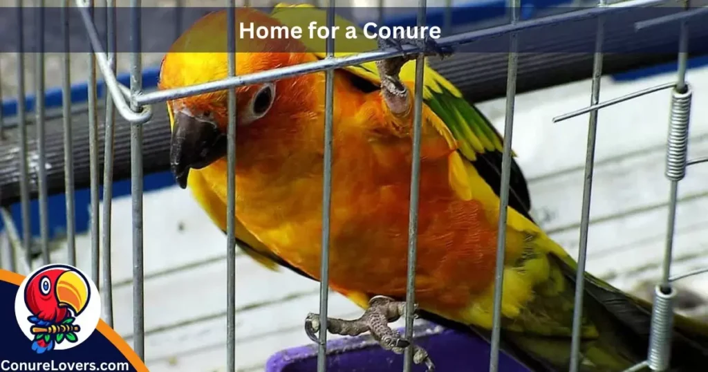  Home for a Conure 