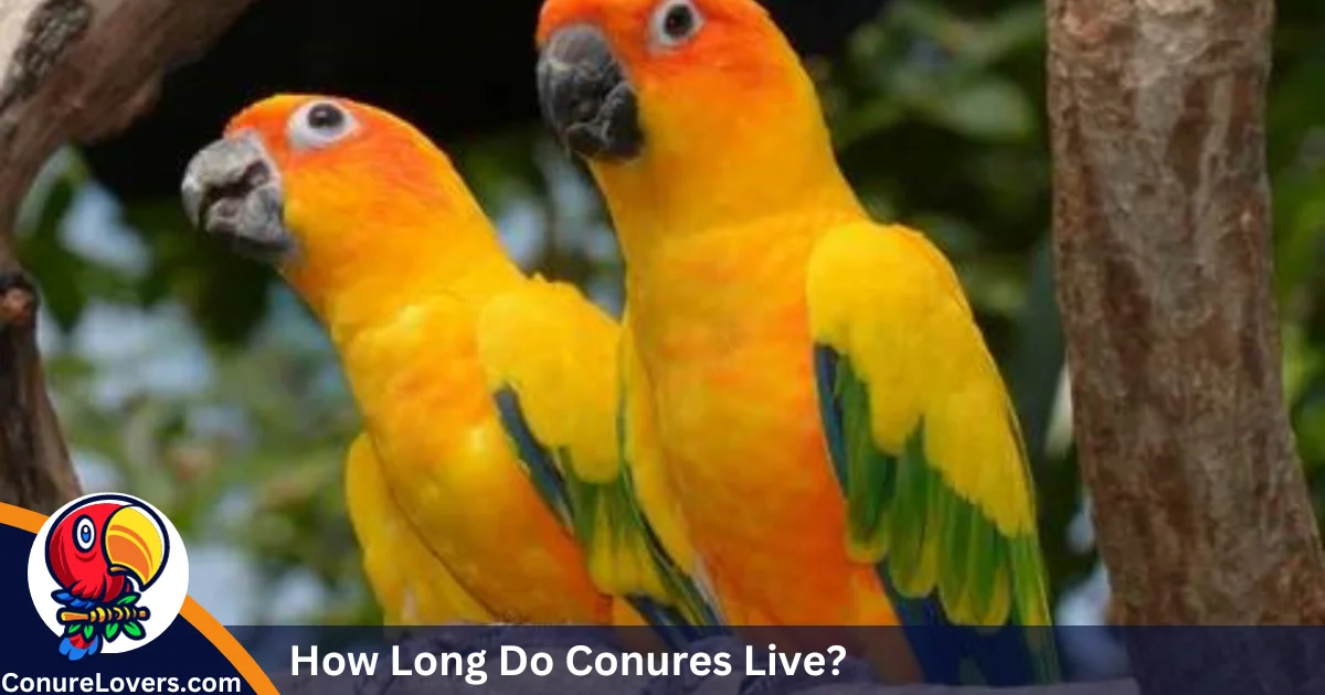 How Long Do Conures Live?