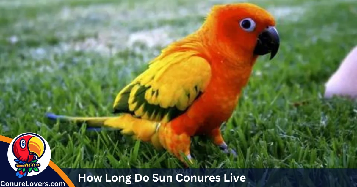 How Long Do Conures Live?