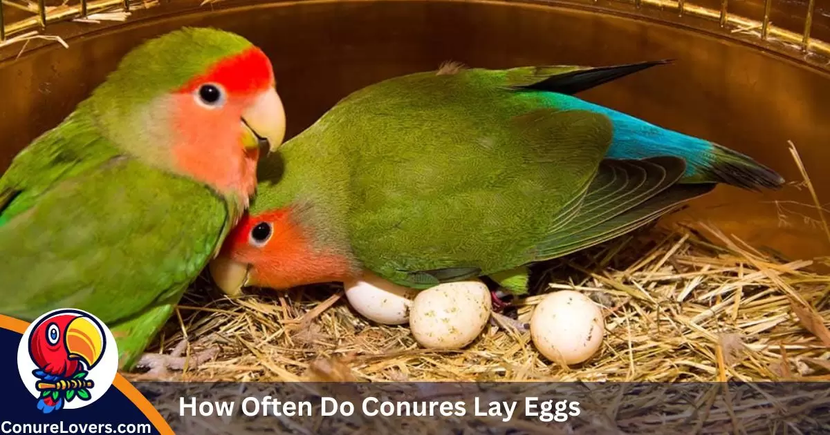 How Often Do Conures Lay Eggs