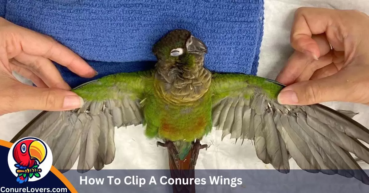 How To Clip A Conures Wings