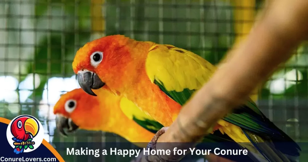 Making a Happy Home for Your Conure 