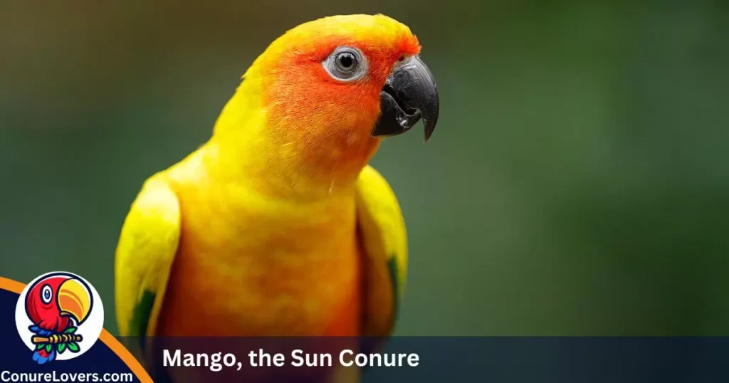  Mango, the Sun Conure