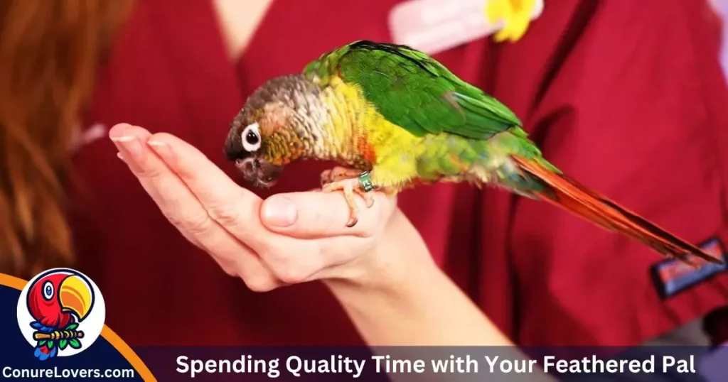 Spending Quality Time with Your Feathered Pal