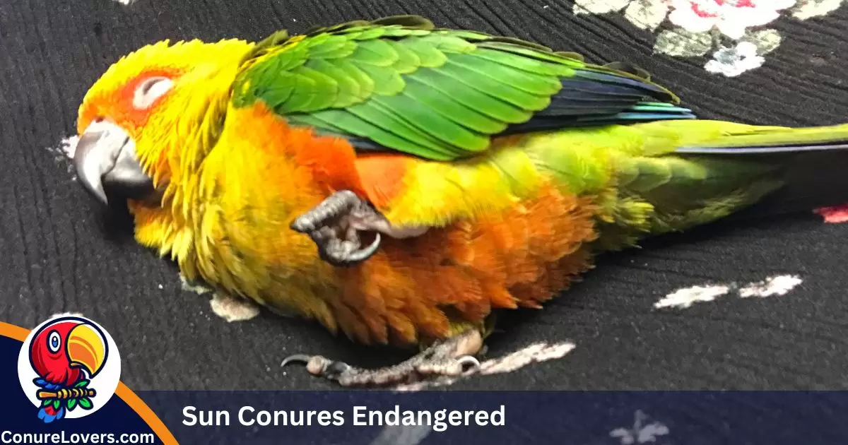 Are Sun Conures Endangered