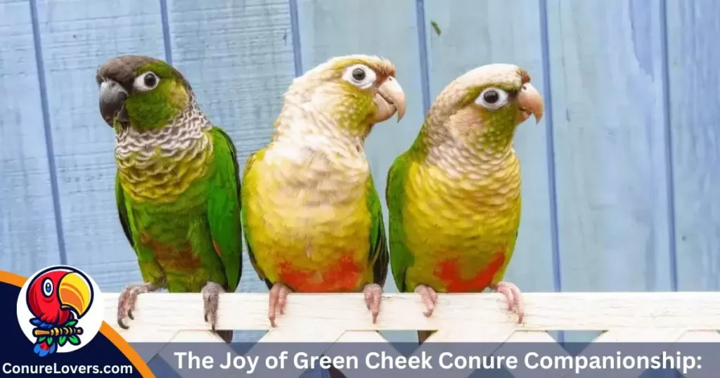 The Joy of Green Cheek Conure Companionship: Feathers and Forever Friends