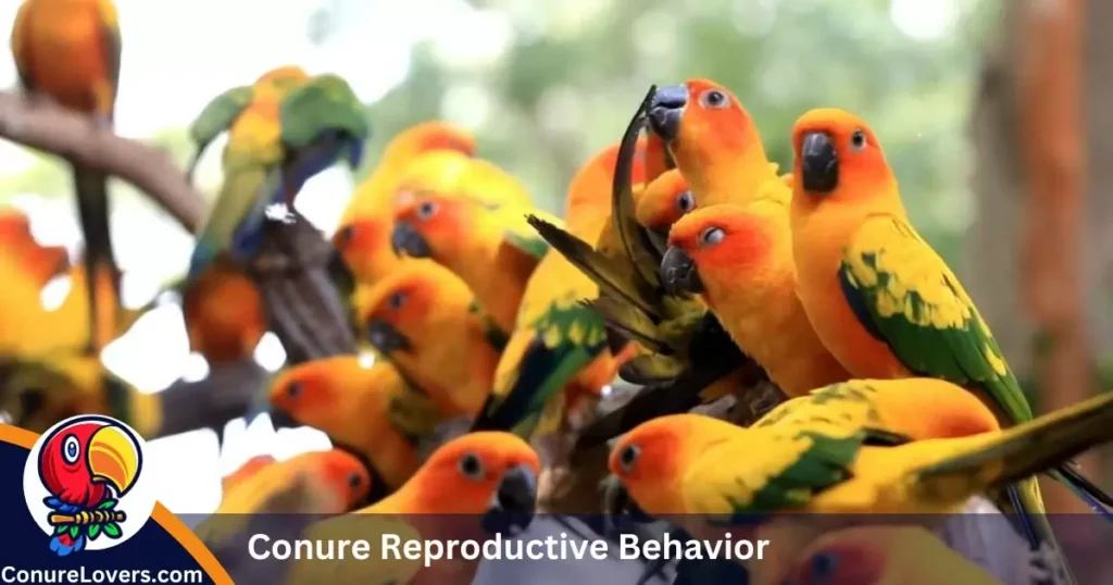 understanding-conure-reproductive-behavior