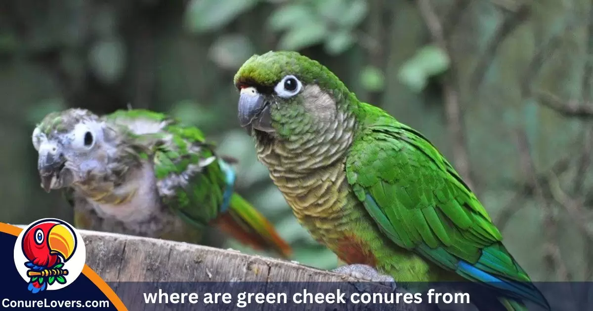 where are green cheek conures from