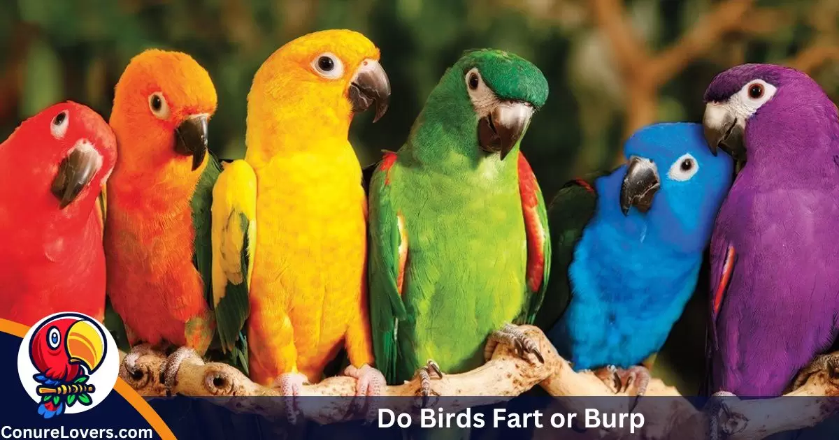 Do Birds Fart or Burp