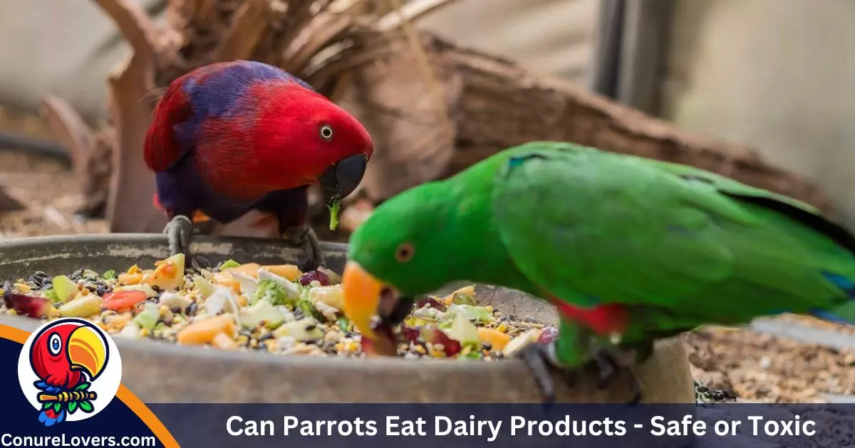 Can Parrots Eat Dairy Products - Safe or Toxic