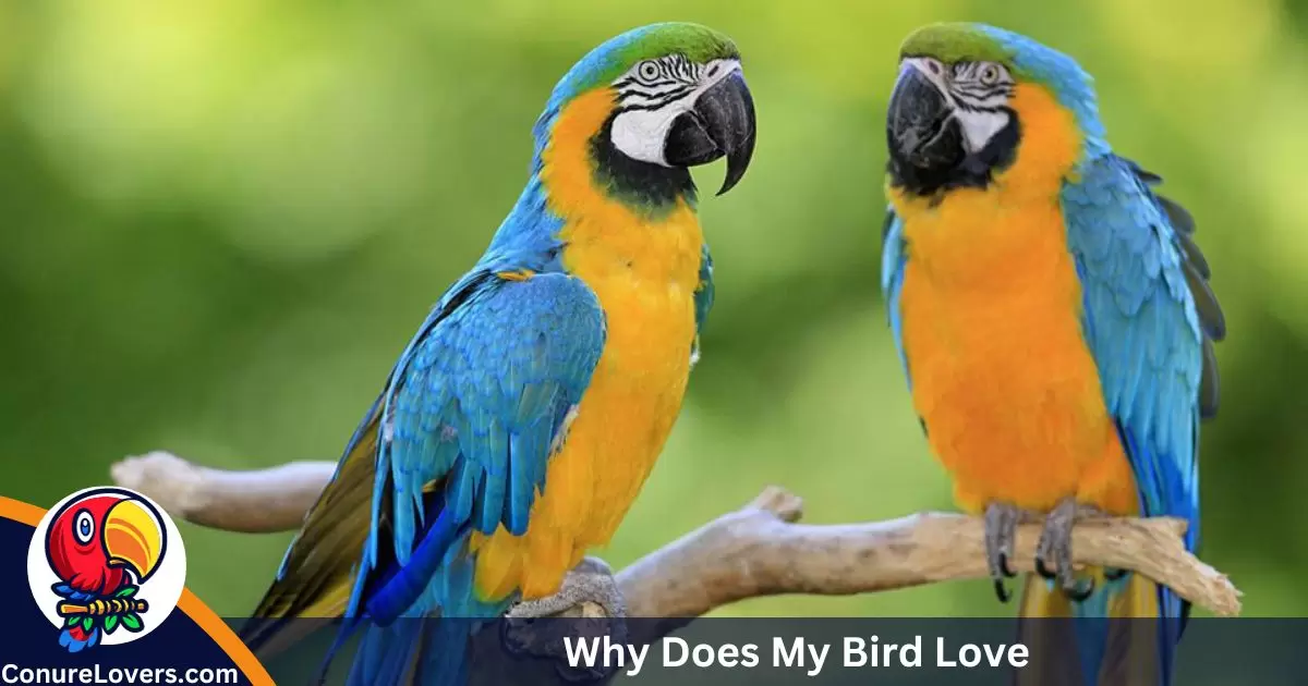 why-does-my-bird-love