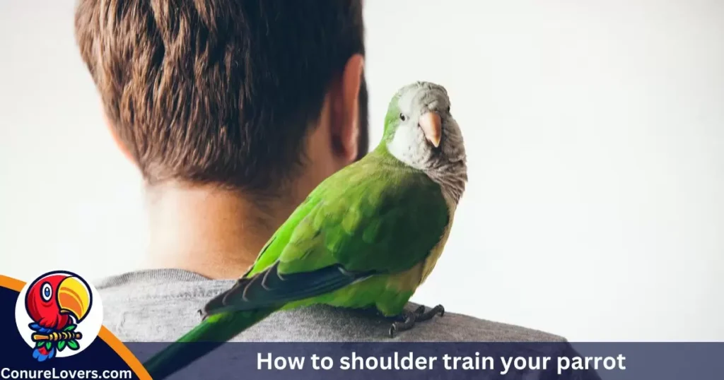 How to shoulder train your parrot