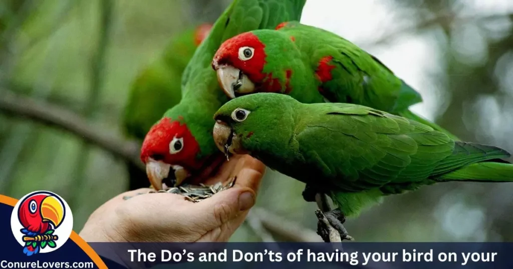 The Do’s and Don’ts of having your bird on your shoulder