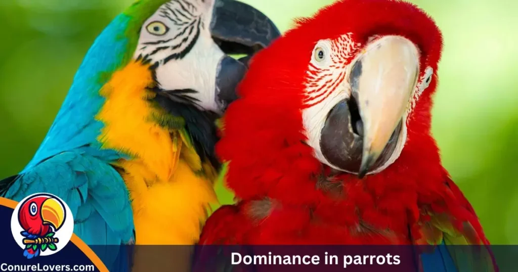 Dominance in parrots