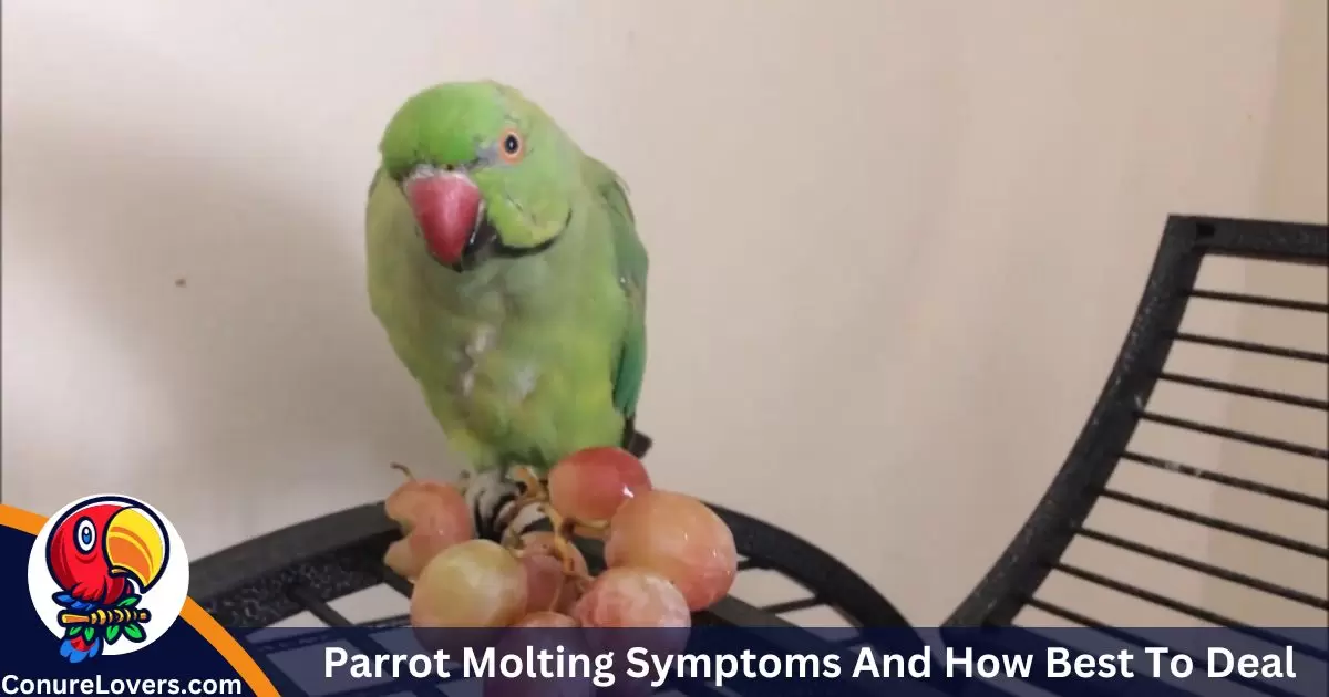 Parrot Molting Symptoms And How Best To Deal With It