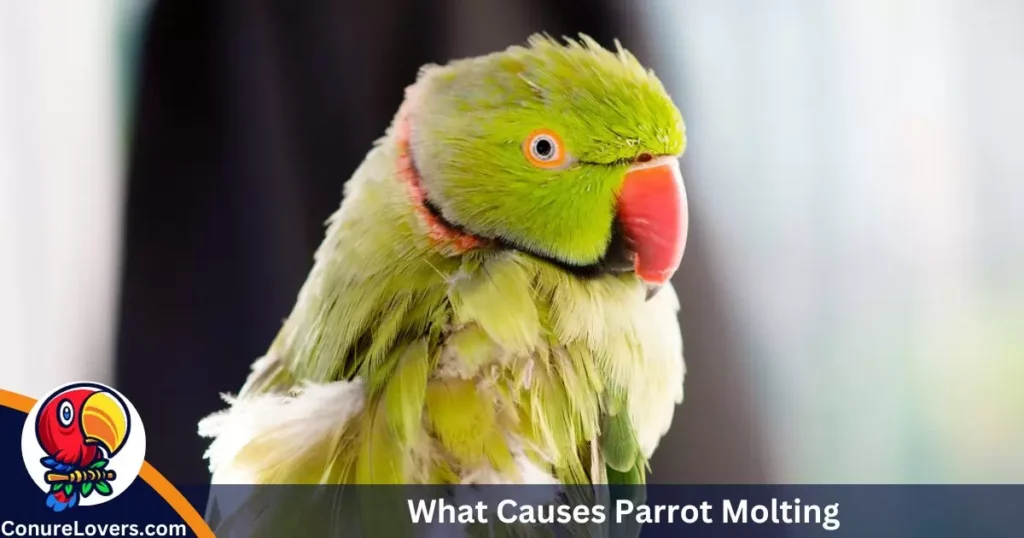 What Causes Parrot Molting