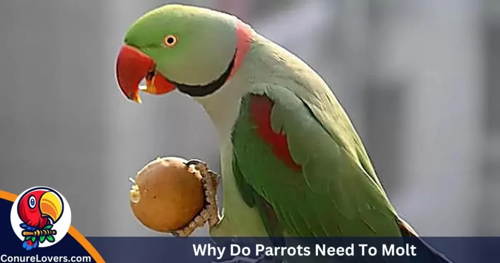 Why Do Parrots Need To Molt