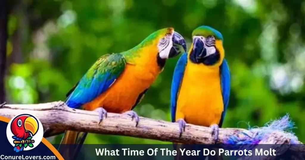 What Time Of The Year Do Parrots Molt