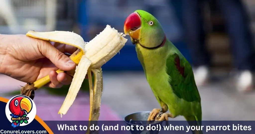 What to do (and not to do!) when your parrot bites