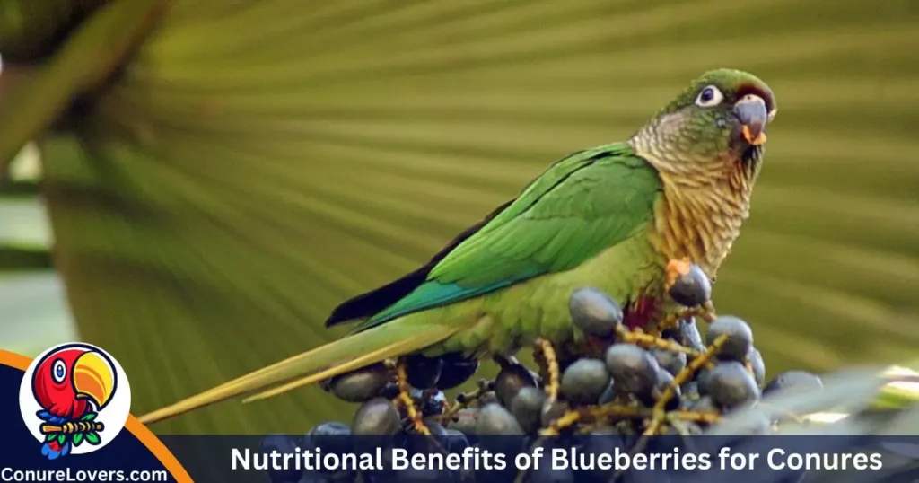 Nutritional Benefits of Blueberries for Conures 