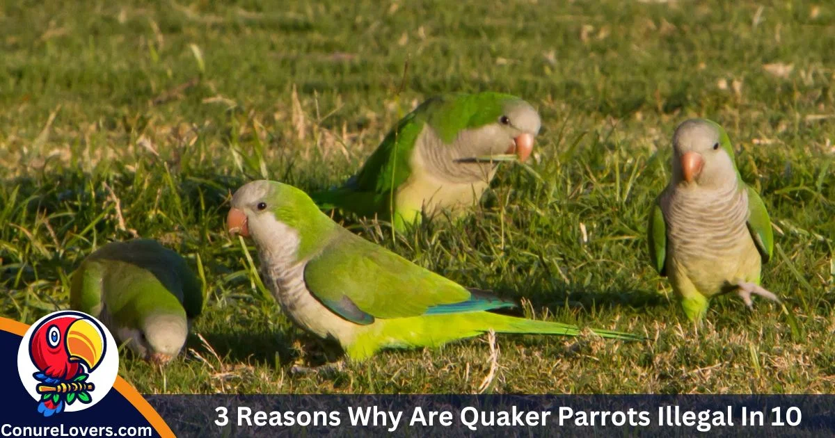 3 Reasons Why Are Quaker Parrots Illegal In 10