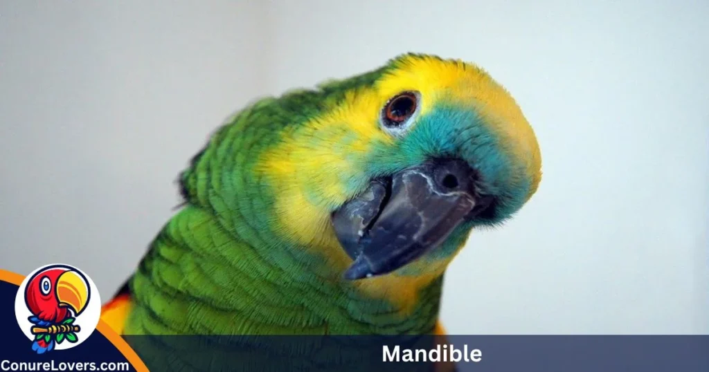 Mandible