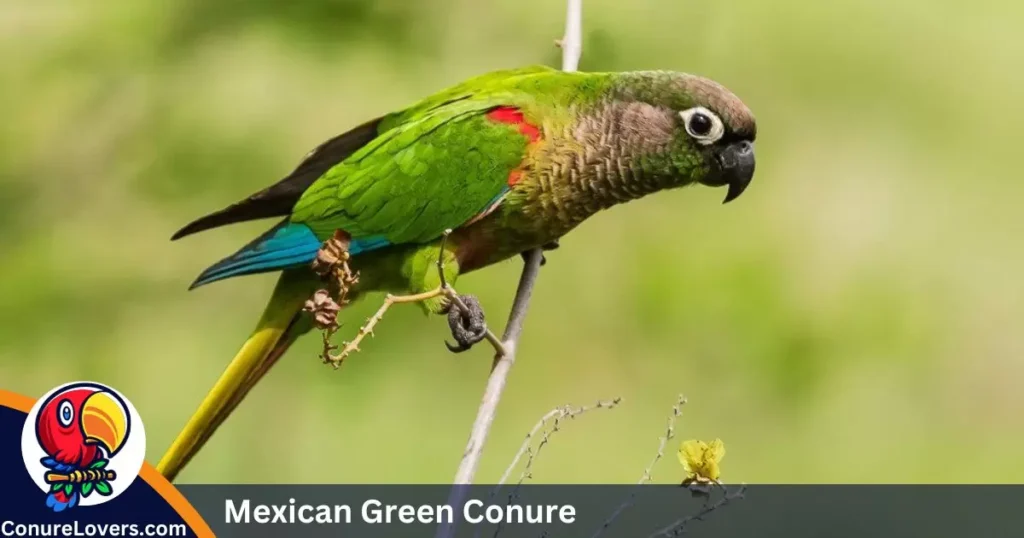 Mexican Green Conure