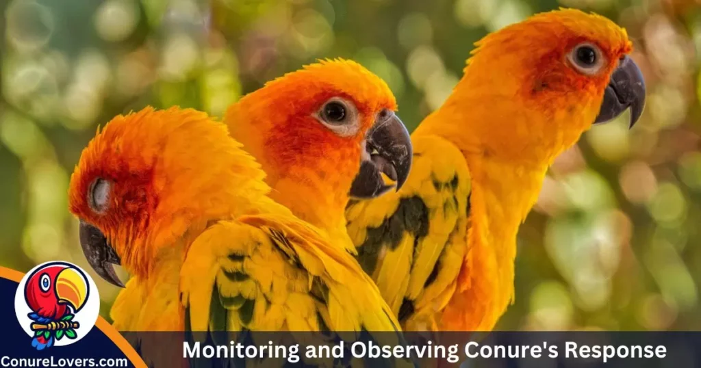 Monitoring and Observing Conure's Response