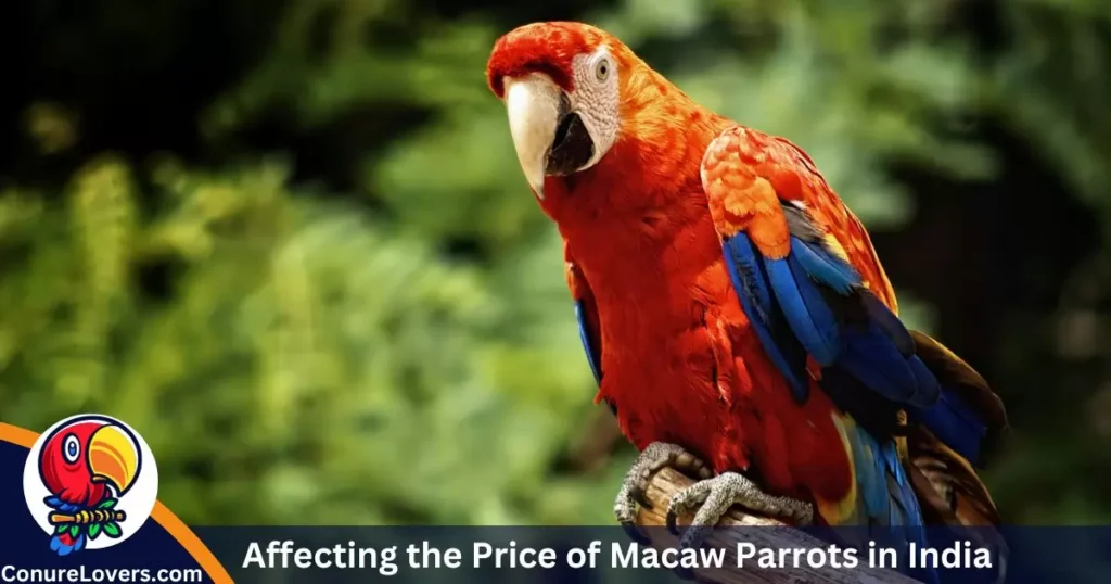 Affecting the Price of Macaw Parrots in India