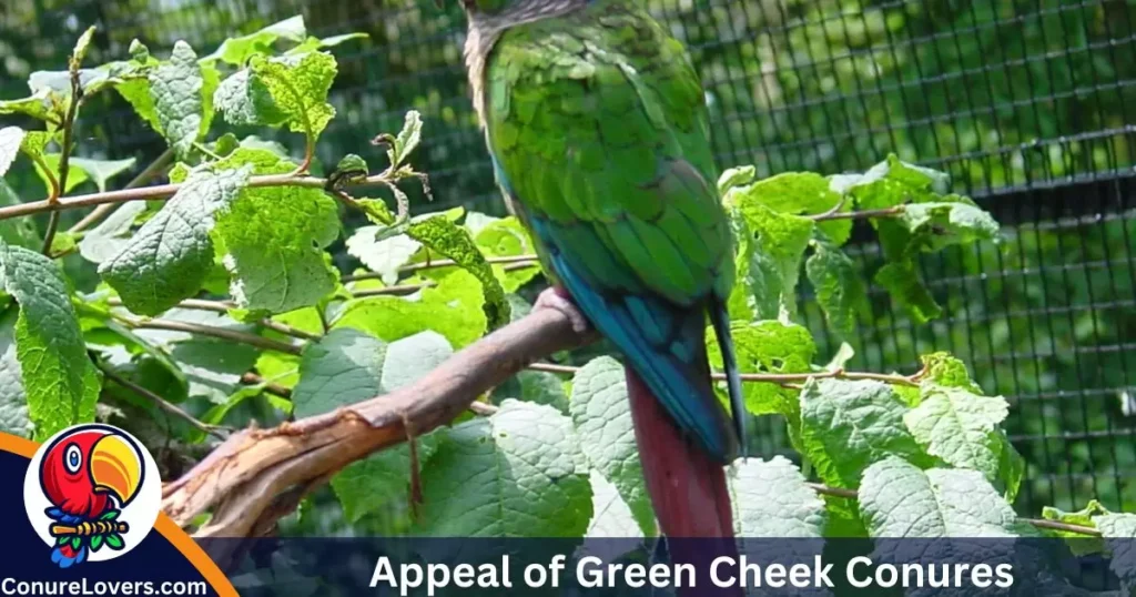 Appeal of Green Cheek Conures