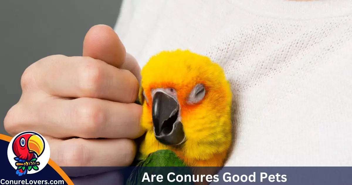 Are Conures Good Pets