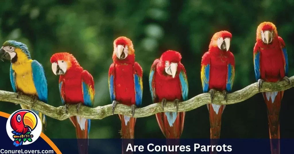 Are Conures Parrots