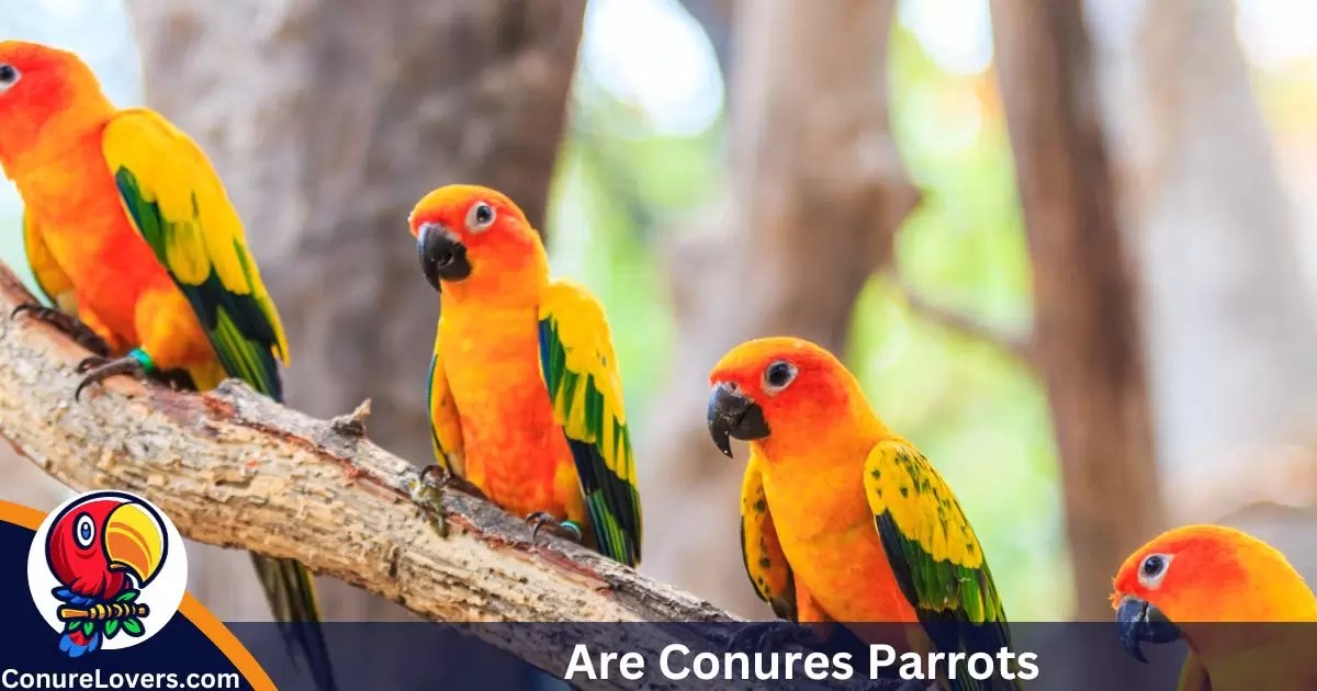 Are Conures Parrots