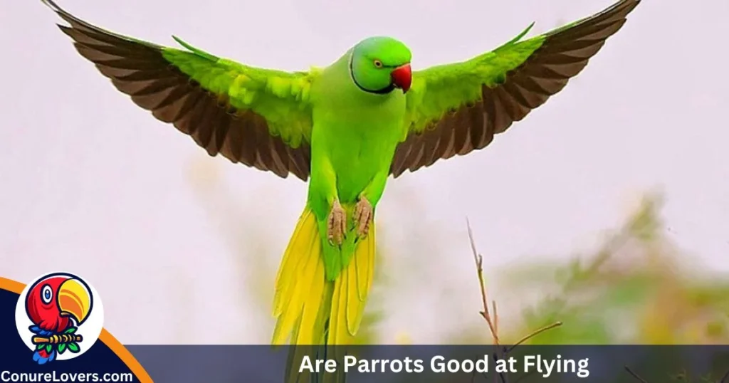 Are Parrots Good at Flying