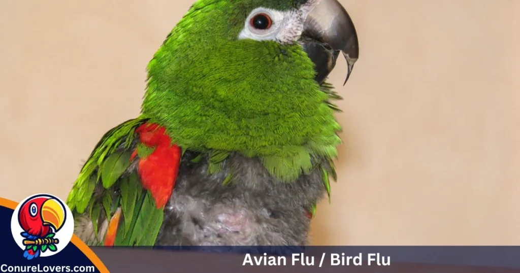 Avian Flu / Bird Flu