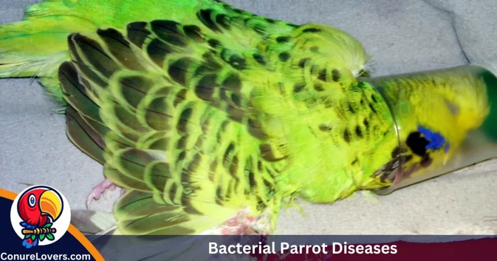 Bacterial Parrot Diseases