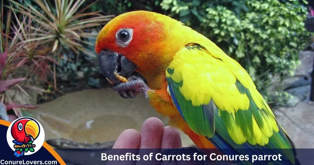 Benefits of Carrots for Conures