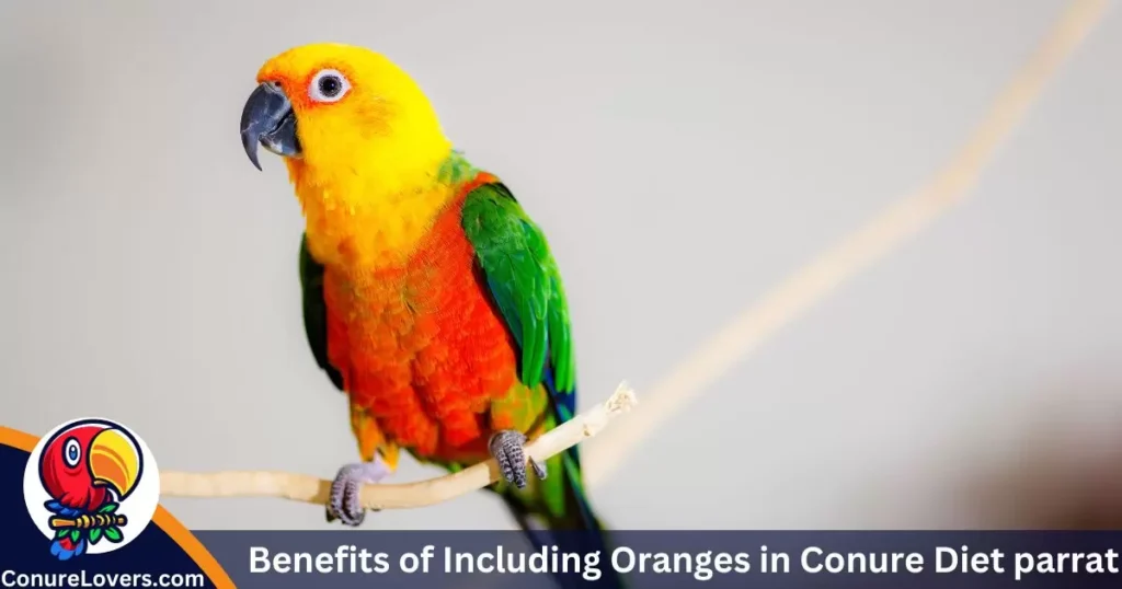 Benefits of Including Oranges in Conure Diet 