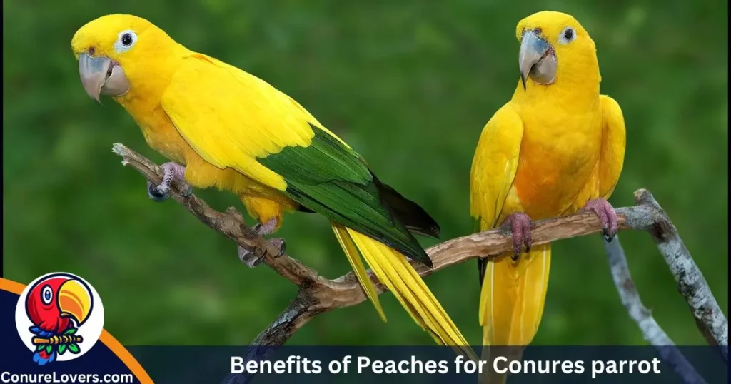 Benefits of Peaches for Conures