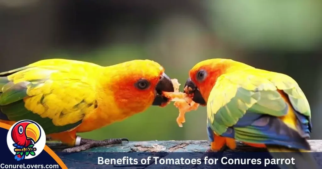 Benefits of Tomatoes for Conures